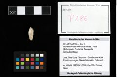 Foto (Objekt + Etikett) von Goniodromites bidentatus (Reuss, 1858)  (NHMW-GEO-2014-0194-0186)
